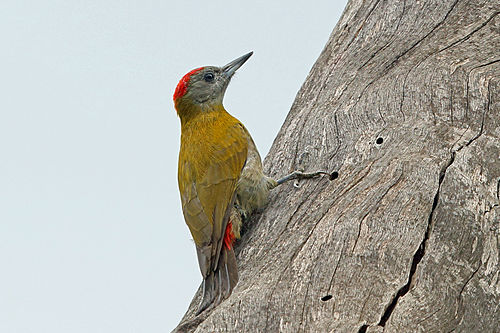 Olive woodpecker